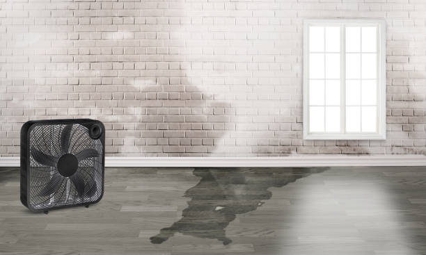 Best Water damage cleanup near me  in Edgemere, MD
